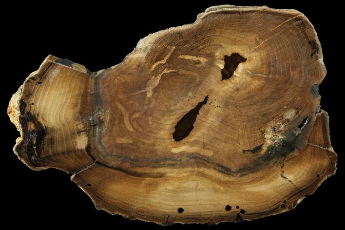 Petrified Wood (Cherry) Round - McDermitt, Oregon #93833